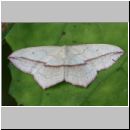 Timandra comae - Ampferspanner 02.jpg